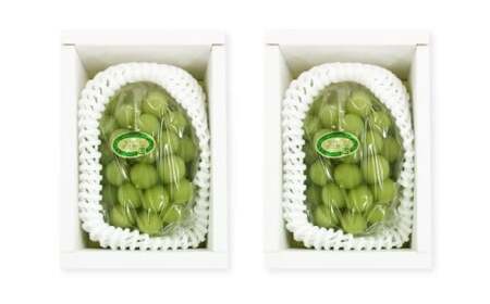 シャインマスカット 2~3房(合計約1.3kg)果物 ぶどう フルーツ デザート スイーツ 高糖度 甘い 種なし 大粒 人気 皮ごと【2026年8月下旬~9月下旬発送予定】