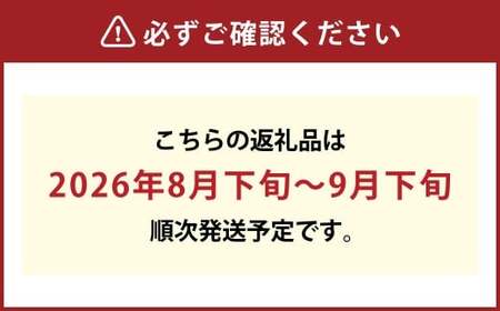 シャインマスカット 2~3房(合計約1.3kg)果物 ぶどう フルーツ デザート スイーツ 高糖度 甘い 種なし 大粒 人気 皮ごと【2026年8月下旬~9月下旬発送予定】