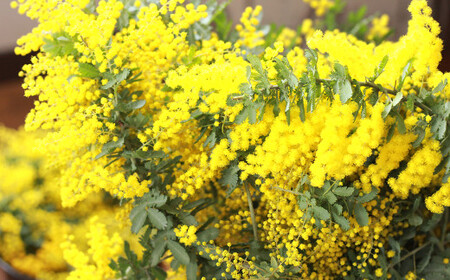 フレッシュ ミモザのリース【ハンドメイド ミモザリース リース ドライフラワー ミモザ お花 花 岡山県 倉敷市 おすすめ 人気】【2026年2月下旬-3月下旬 発送予定】