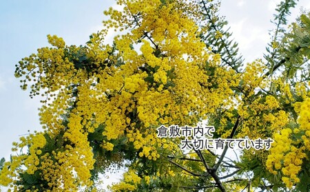 フレッシュ ミモザのリース 花 インテリア | 岡山県倉敷市 | ふるさと
