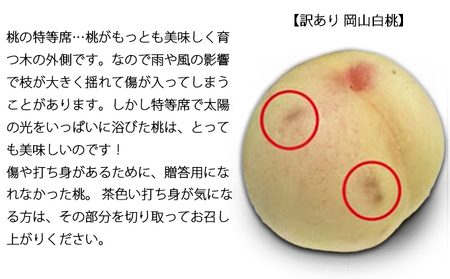 桃 2025年 先行予約 訳あり 白桃 約2kg（6～8玉）早生、中生種 もも モモ 岡山県 倉敷市 産 国産 フルーツ 果物 花田青果