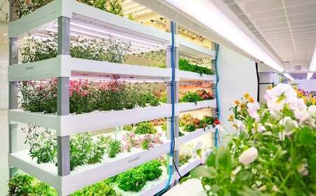 エディブルフラワービオラMIX（20輪入り）2種4パックセット【食べられるお花 栽培期間中 農薬不使用】