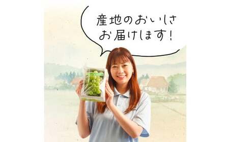 【先行予約】岡山県産 マスカット・オブ・アレキサンドリア 1房（700g以上・秀品以上 ）化粧箱入り【2025年7月上旬-7月下旬 発送予定】【シャインマスカット 果物 フルーツ 国産 人気 おすすめ 岡山県 倉敷市】