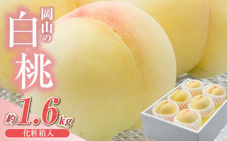 【先行予約】岡山県産　白桃6玉（1.6kg以上）化粧箱入り【2026年7月上旬～8月上旬まで順次発送予定】【もも 桃 白桃 果物 フルーツ 国産 人気 おすすめ 岡山県 倉敷市】