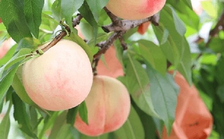 固めの 桃 2024年 先行予約 白桃 晩生種 1.5kg 5～6玉 もも モモ 岡山 国産 フルーツ 果物 ギフト 桃茂実苑 