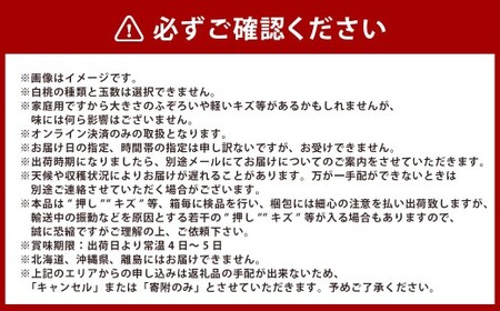 岡山白桃・晩生（ご家庭用）約2kg 6～9玉入り【2026年8月下旬 発送予定】【もも 桃 白桃 果物 フルーツ 国産 人気 おすすめ 岡山県 倉敷市】