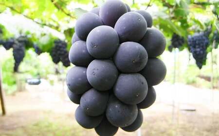 【露地栽培】岡山県産ニューピオーネ 1房入り（1房680g以上）【2026年9月上旬～10月下旬 発送予定】【葡萄 ぶどう ニューピオーネ 果物 フルーツ 国産 人気 おすすめ 岡山県 倉敷市】