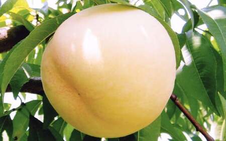 【ロイヤル】岡山白桃6玉入り（1玉240g以上)【もも 桃 白桃 果物 フルーツ 国産 人気 おすすめ 岡山県 倉敷市】【2026年7月上旬～8月下旬 発送予定】