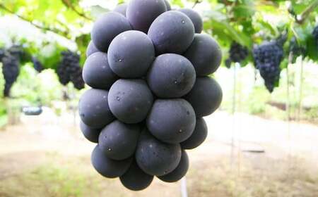 岡山白桃2玉（ロイヤル1玉220g以上）ニューピオーネ1房（1房380g以上）【2026年7月上旬～8月上旬まで発送予定】【白桃 桃 もも モモ ニューピオーネ 葡萄 ぶどう ブドウ フルーツ 果物 岡山県 倉敷市 おすすめ 人気】