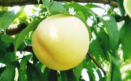 果物詰合せ （岡山白桃 2玉（1玉 260g以上） 《等級：ロイヤル》・シャインマスカット晴王 1房（（580g以上））【2026年7月上旬～8月下旬 発送予定】【白桃 桃 もも モモ フルーツ 果物 岡山県 倉敷市 おすすめ 人気】