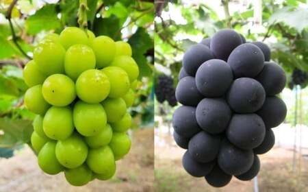 葡萄詰合せ（シャインマスカット晴王 2房（1房 580g以上）・ニューピオーネ 2房（1房 580g以上） 露地栽培【2026年9月上旬～10月下旬まで順次発送予定】ぶどう 葡萄 ブドウ ピオーネ マスカット フルーツ