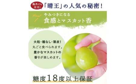 シャインマスカット【晴王】2kg 3房～5房入り【2026年8月上旬～9月下旬まで順次発送予定】 マスカット ぶどう 葡萄 ブドウ フルーツ 果物 くだもの 岡山県 倉敷市