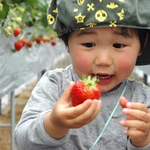 【2026年度発送分】朝採れ新鮮ピオーネ2kg＆いちご狩り無料券【配送不可地域：離島・北海道・沖縄県】【1030443】