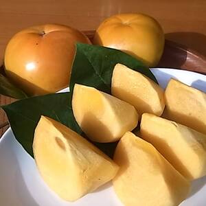 【先行受付】津山産高級大甘柿　太秋大甘柿【配送不可地域：離島】【1035172】
