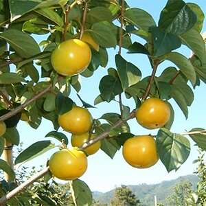 【先行受付】津山産高級大甘柿　太秋大甘柿【配送不可地域：離島】【1035172】