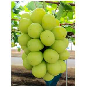 岡山県　吉備高原産　シャインマスカット　1房入り(650g以上)　ご贈答品【1151380】