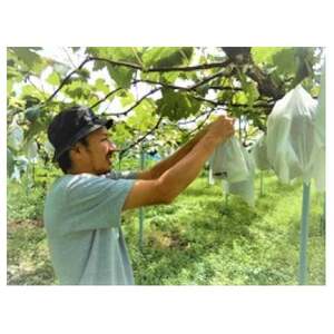 岡山県　吉備高原産　シャインマスカット　1房入り(650g以上)　ご贈答品【1151380】