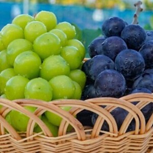 【2026年9月下旬発送】大粒ぶどう2種セット　シャインマスカットほか 2房 約1.2kg【1244629】