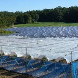 【2026年9月下旬発送】大粒ぶどう2種セット　シャインマスカットほか 2房 約1.2kg【1244629】