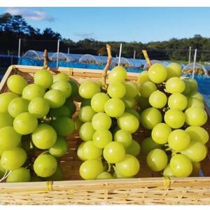 【2026年9月下旬発送】訳ありシャインマスカット 2~4房 1.8kg ご家庭用【1275134】