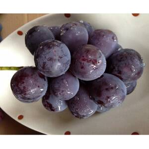 新鮮・朝採り後即出荷!　岡山県　吉備高原産ニューピオーネ　1房入り(700g以上)贈答品【1299810】