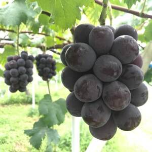 新鮮・朝採り後即出荷!　岡山県　吉備高原産ニューピオーネ　2kg箱(3～4房入)ご贈答品【1299812】