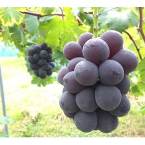 新鮮・朝採り後即出荷!　岡山県　吉備高原産ニューピオーネ　約5kg(7～10房入り)贈答品【1299813】