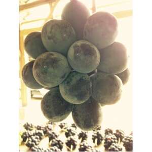 新鮮・朝採り後即出荷!　岡山県　吉備高原産ニューピオーネ　約5kg(7～10房入り)贈答品【1299813】