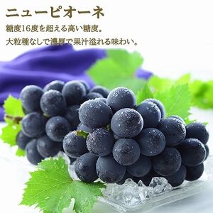 【2026年6月下旬より順次発送】岡山県産シャインマスカット 晴王・ニューピオーネ3Lサイズ詰合せ【配送不可地域：離島・北海道・沖縄県】【1308721】