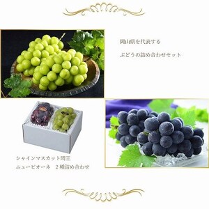 【2026年6月下旬より順次発送】岡山県産シャインマスカット 晴王・ニューピオーネ3Lサイズ詰合せ【配送不可地域：離島・北海道・沖縄県】【1308721】
