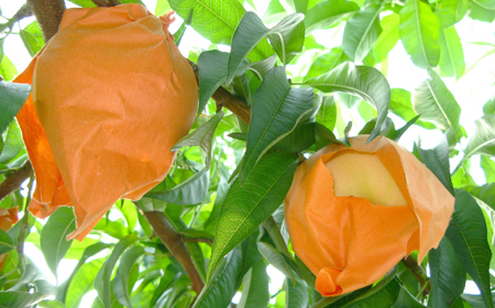 ◆先行受付◆　岡山県産　岡山白桃8～10玉　2026年発送【配送不可地域：離島・北海道・沖縄県】【1349776】