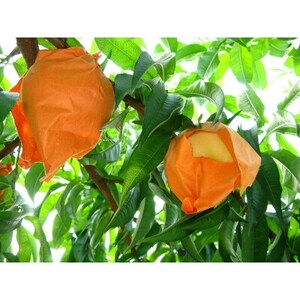 ◆先行受付◆　岡山白桃とシャインマスカット　2026年発送【配送不可地域：離島・北海道・沖縄県】【1349778】