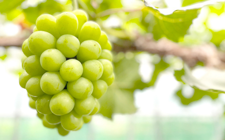 ◆先行受付◆　秋のシャインマスカット「晴王」1房　2026年発送【配送不可地域：離島・北海道・沖縄県】【1349780】