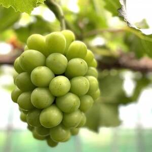 ◆先行受付◆    秋のシャインマスカット「晴王」2房　2026年発送　【配送不可地域：離島・北海道・沖縄県】【1349782】