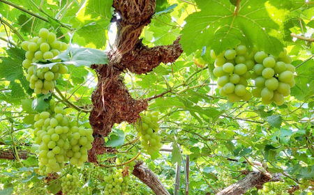 ◆先行受付◆　岡山県産　秋のマスカット・オブ・アレキサンドリア　2026年発送【配送不可地域：離島・北海道・沖縄県】【1350317】
