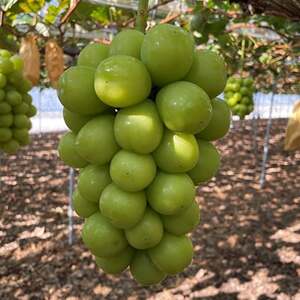 【2026年9月下旬発送】訳ありシャインマスカットとピオーネ詰合せ 3～4房 1.8kg ご家庭用【1355668】