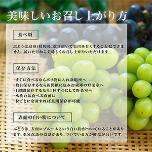 【先行受付】岡山県産　瀬戸ジャイアンツ2房　(1房480g以上)合計約1kg　化粧箱入り【配送不可地域：離島・北海道・沖縄県】【1357578】