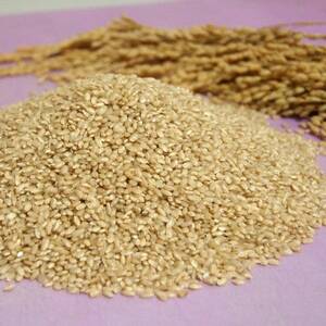 【突鉱土育ち】巨大胚芽米CoCoRo 10kg【1361993】