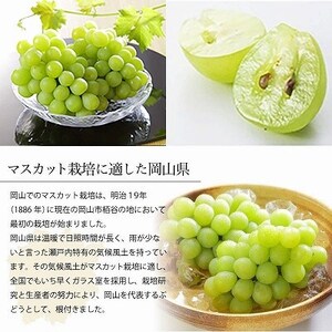 【2026年6月下旬より順次発送】岡山県産 マスカット・オブ・アレキサンドリア 700g×1房【配送不可地域：離島・北海道・沖縄県】【1364674】