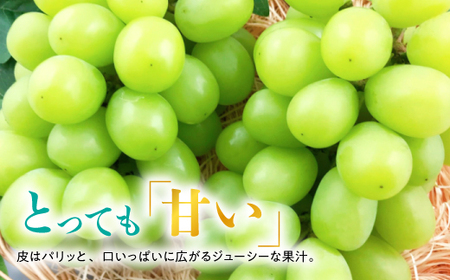 糖度!シャインマスカット!約2kg【2026年8月中旬より順次発送】ギフトにも岡山県産ぶどう!【配送不可地域:離島】【1365245】
