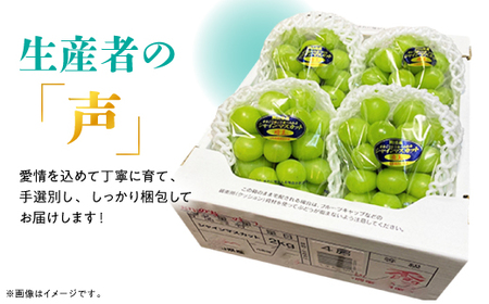 糖度!シャインマスカット!約2kg【2026年8月中旬より順次発送】ギフトにも岡山県産ぶどう!【配送不可地域:離島】【1365245】