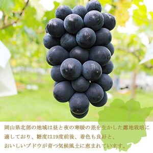 【先行受付】岡山県産　ブラックビート　600g×2房【配送不可地域：離島・北海道・沖縄県】【1400522】