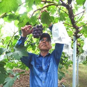 【2026年発送】岡山県産ニューピオーネ約1.2kg(2房)【配送不可地域:離島】【1413100】