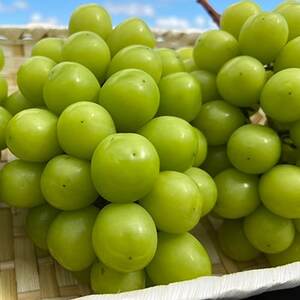 【2026年9月下旬発送】大粒シャインマスカット 約2kg(2～4房)【1425198】