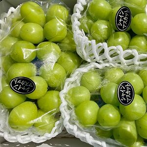 【2026年9月下旬発送】大粒シャインマスカット 約2kg(2～4房)【1425198】