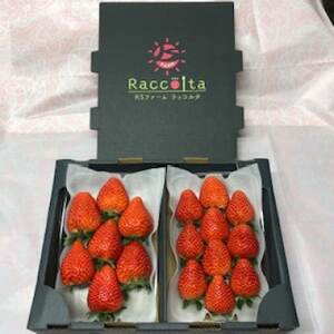 先行受付2026年1月以降発送　晴れの国おかやま新ブランド「晴苺」化粧箱入り2パック【配送不可地域：離島・北海道・沖縄県】【1444423】