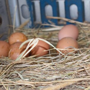 津山市産・平飼い卵25個+割れ保証5個【1486349】