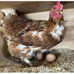 津山市産・平飼い卵25個+割れ保証5個【1486349】