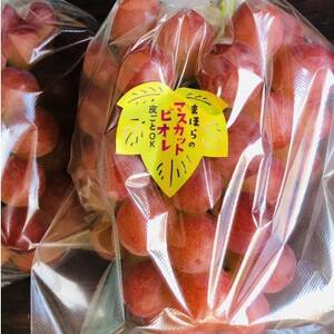 【2026年度発送分】早起き農家の直送便 お土産マスカットビオレ2房【配送不可地域:離島・北海道・沖縄県】【1519547】