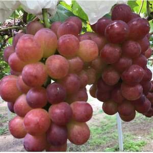 【2026年度発送分】早起き農家の直送便 お土産マスカットビオレ2房【配送不可地域:離島・北海道・沖縄県】【1519547】